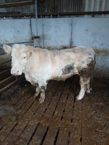 Bull