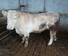 Bull