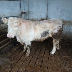 Bull