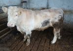 Bull