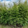 Bamboo plants Image 2