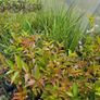Fuchsia Plants 2euros Image 2