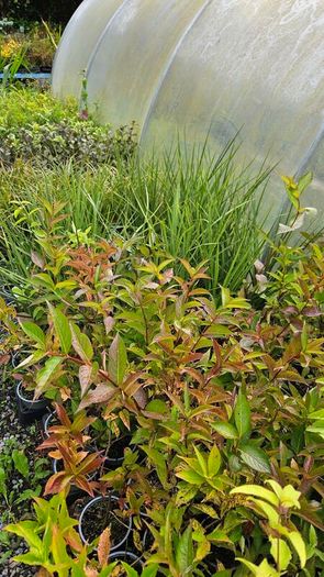 Fuchsia Plants 2euros