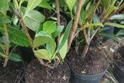 Potted Laurel Hedging