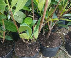Potted Laurel Hedging