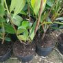 Laurel Hedging 3 feet tall. Image 6
