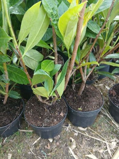 Laurel Hedging 3 feet tall.