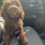 Dog Harness for car. Size medium Image 3