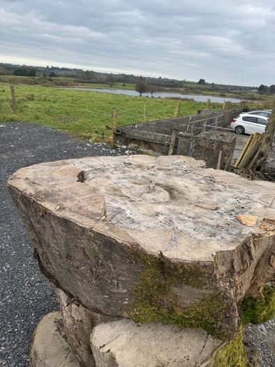 Beach tree slabs 250 years old