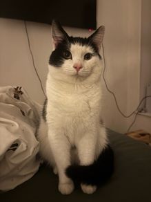 adoption