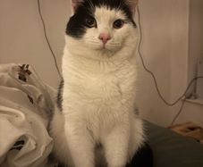adoption