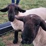 Suffolk hoggott rams Image 2
