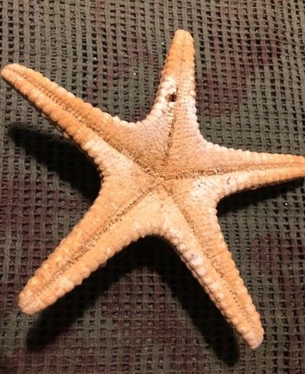 Sea star taxidermy 18cm