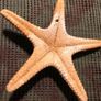 Sea star taxidermy 18cm Image 3
