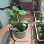 plants Image 2
