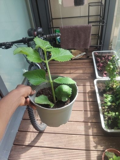 plants