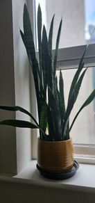 Multiple indoor plants available
