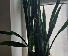 Multiple indoor plants available