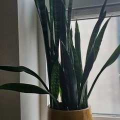 Multiple indoor plants available
