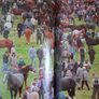 The World of The Irish Horse / 1992 Image 10