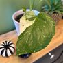 Monstera Thai Image 3