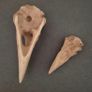 1/1  resin copy of a raven and a crow skull. Image 3
