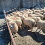 Romney 50 ewe lambs Image 3