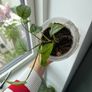 monstera siltepecana Image 3