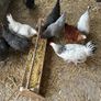 laying hens Image 4