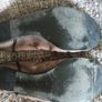 Lanvin Paris ballerinas Image 3