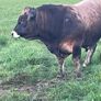 Aubrac bulls Image 5