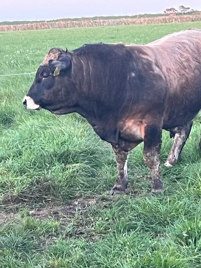 Aubrac bulls