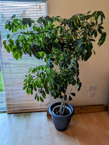 Large Schefflera Umbrella