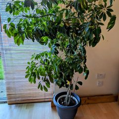 Large Schefflera Umbrella