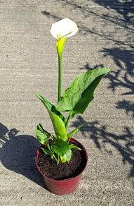 43cm Tall White Calla Lily in Flower in a Pot - Last one