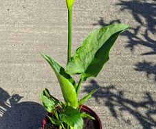 43cm Tall White Calla Lily in Flower in a Pot - Last one