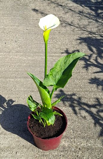 43cm Tall White Calla Lily in Flower in a Pot - Last one