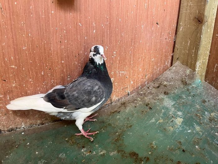 pigeons