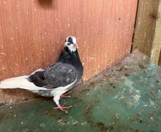 pigeons