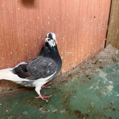 pigeons