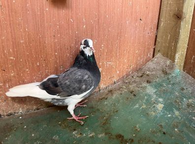pigeons