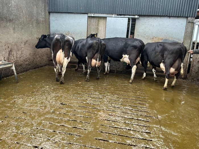 dairy cows
