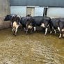 dairy cows Image 2