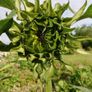 Giant Sunflower Seeds Image 7
