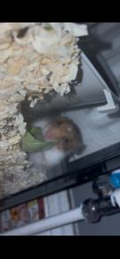 syrian hamster