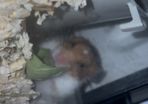 syrian hamster