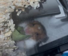 syrian hamster