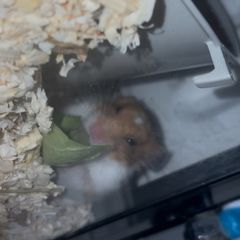 syrian hamster