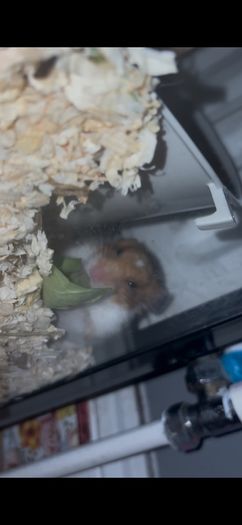 syrian hamster
