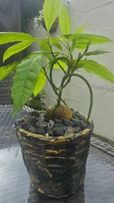 AVOCADO(Indoor plant)